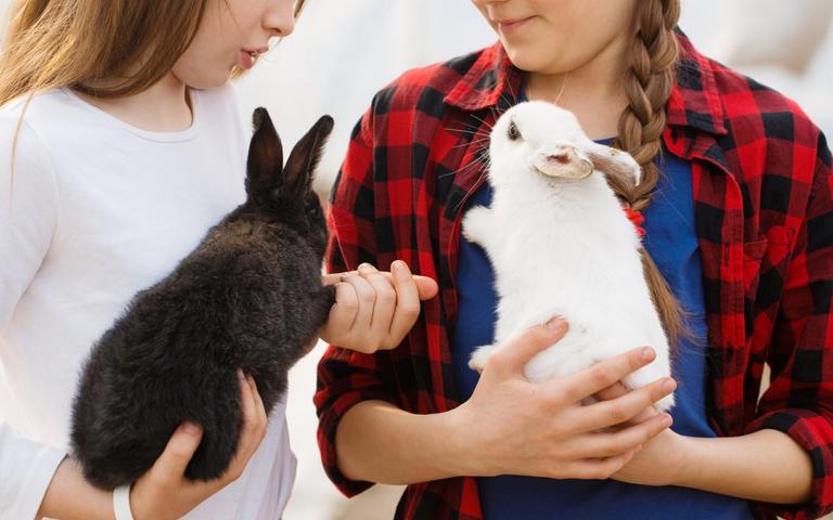 Kaniner skal holdes under numse og over ryggen med fødderne ind mod din krop.