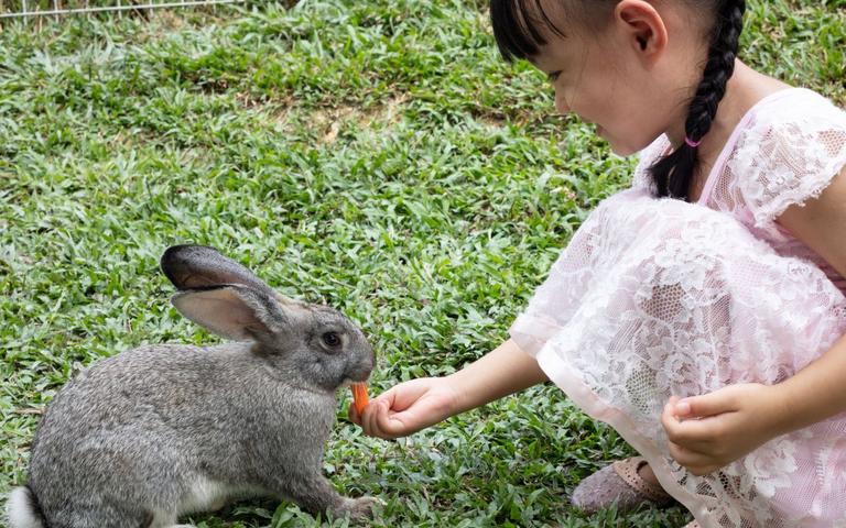 Pige fordrer kanin med gulerod