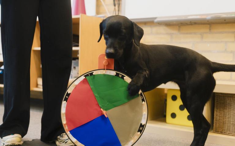 Labradoren Nyx kan dreje på et hjul med sin pote og vælge en bestemt farve.