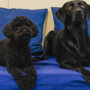 Hundene Nyx og Holly ligger i blå sofa