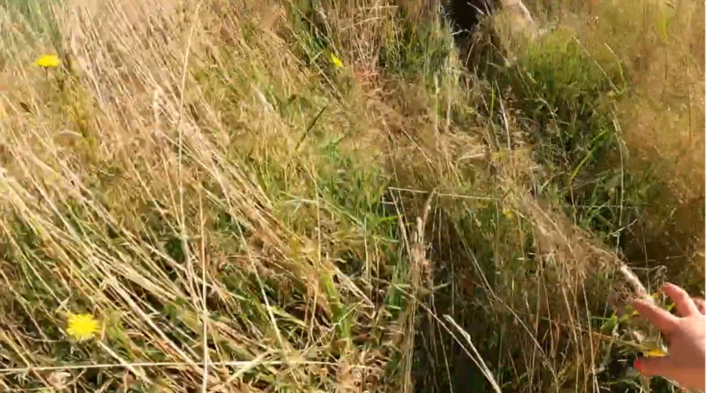 Foto af barn i højt græs