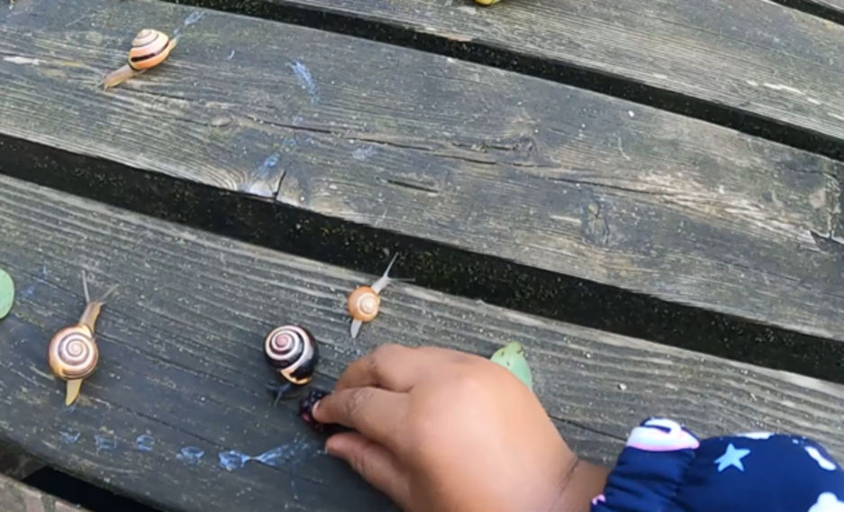 Foto af snegl, der spiser brombær