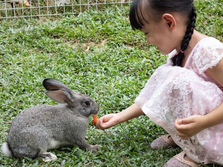 Pige fordrer kanin med gulerod
